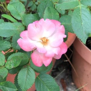 Meet your Posher, Diann